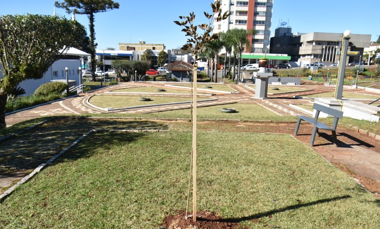 Praça Flores da Cunha recebe novas árvores em ação de revitalização urbana