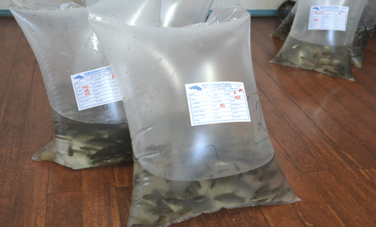Produtores rurais podem reservar alevinos até 22 de maio em Getúlio Vargas